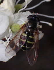 Sericomyia silentis
