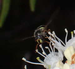 Sericomyia silentis