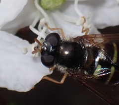 Sericomyia silentis