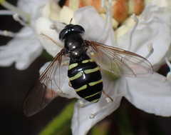 Sericomyia silentis