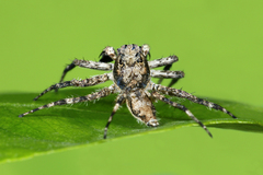 Phaeacius malayensis