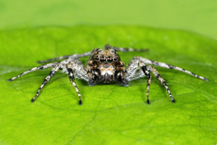 Phaeacius malayensis