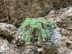 Perityle ambrosiifolia