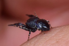 Sassacus alboguttatus