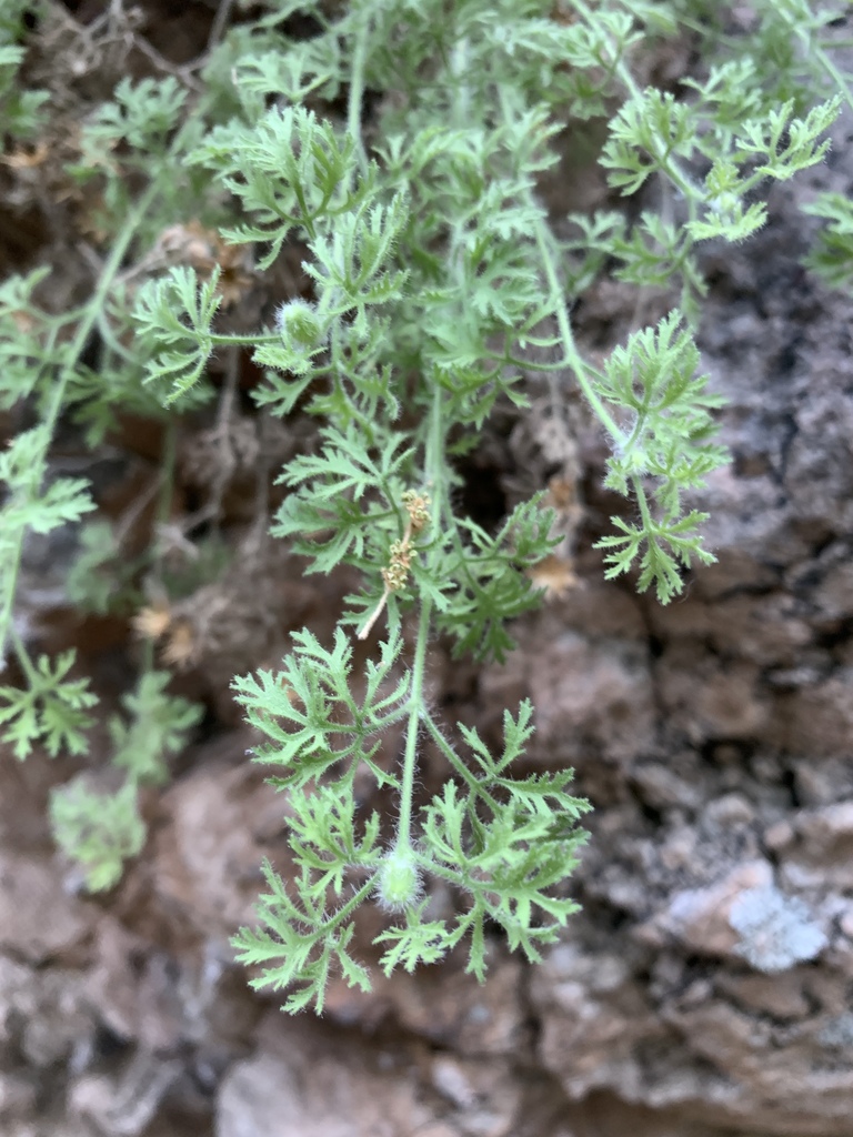 lace-leaved rockdaisy