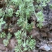 Perityle ambrosiifolia - Photo (c) Camden Bruner, algunos derechos reservados (CC BY-NC-ND), subido por Camden Bruner