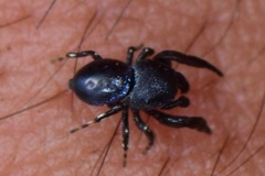 Sassacus alboguttatus