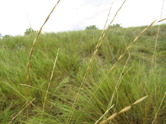 Pseudoroegneria stipifolia