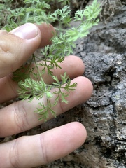 Perityle ambrosiifolia