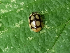 Adalia decempunctata