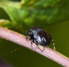 Sassacus alboguttatus