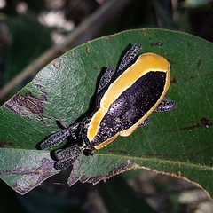 Heilipus discoides