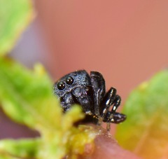 Sassacus alboguttatus