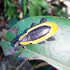 Heilipus discoides