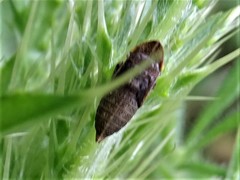 Aphrodes makarovi