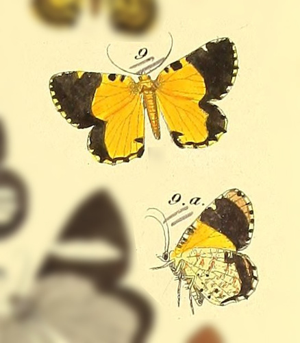 Heterusia partitata