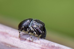 Sassacus alboguttatus