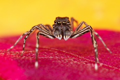 Spartaeus spinimanus