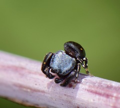 Sassacus alboguttatus