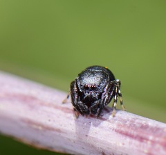 Sassacus alboguttatus