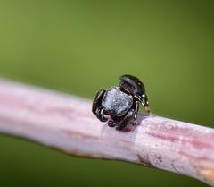 Sassacus alboguttatus