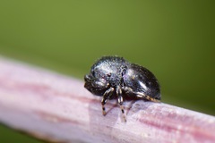 Sassacus alboguttatus