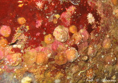 Novocrania anomala
