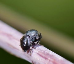 Sassacus alboguttatus