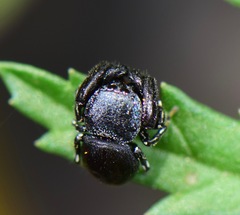 Sassacus alboguttatus