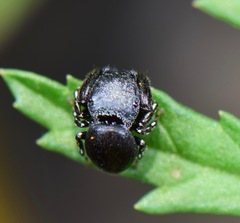 Sassacus alboguttatus