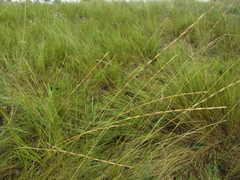 Pseudoroegneria stipifolia