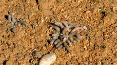 Anacampseros albissima