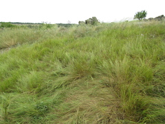 Pseudoroegneria stipifolia