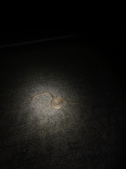 Masticophis flagellum