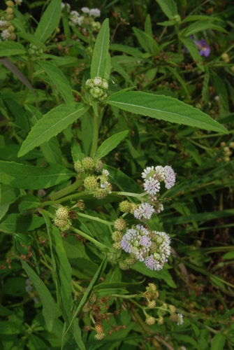 Ethulia conyzoides subsp. conyzoides image