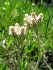 Antennaria rosea