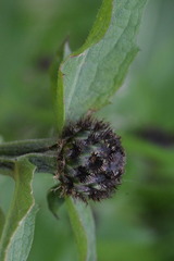 Centaurea nigrescens transalpina