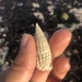 ヨコワカニモリ