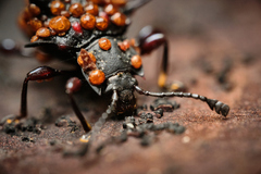 Cacodaemon borneensis