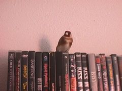 Carduelis carduelis