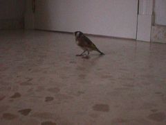 Carduelis carduelis