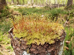 Pseudohygrohypnum fertile