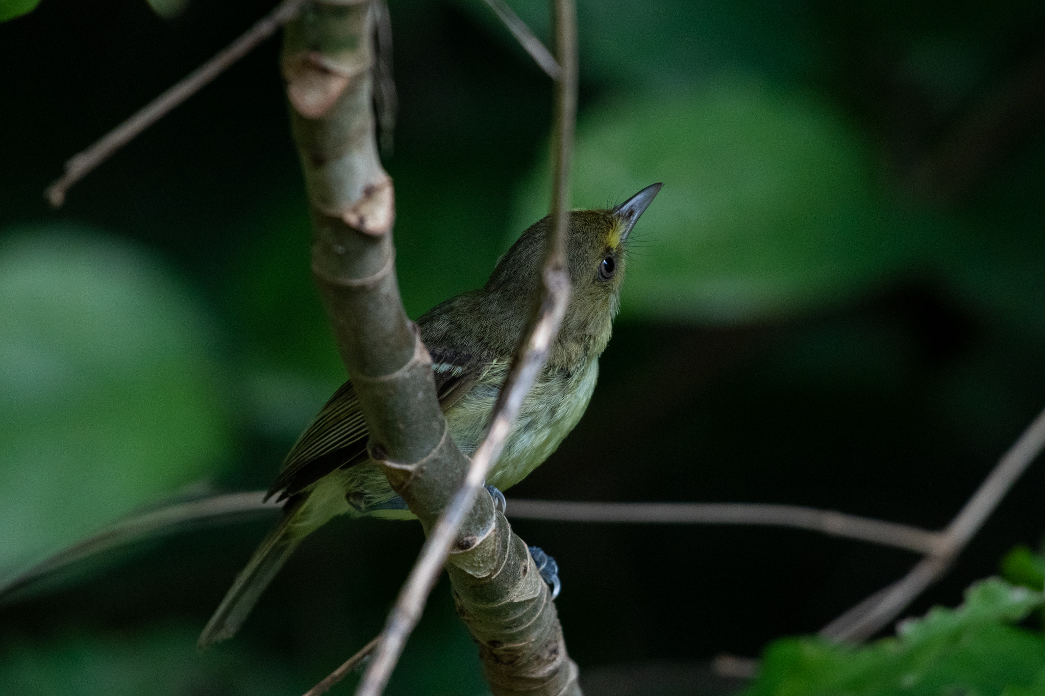 Mangrove Vireo (Vireo pallens)