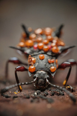 Cacodaemon borneensis