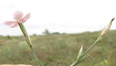 Dianthus carbonatus