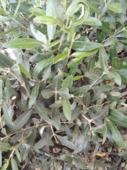 Olea europaea