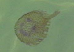 Pelagia noctiluca
