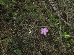 Dianthus carbonatus