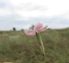 Dianthus carbonatus