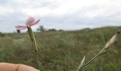 Dianthus carbonatus